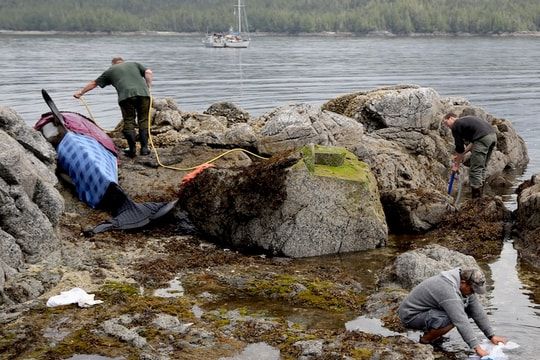 An orca stuck in the rocks calls for help