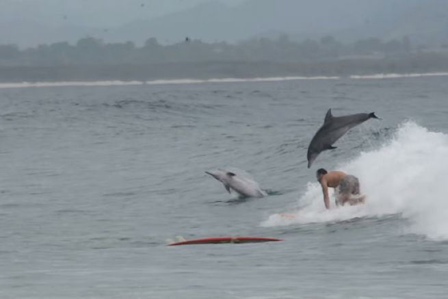 Byron Bay - Dolphins 