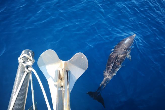 How to Spot Marine Mammals From a Cruise Ship